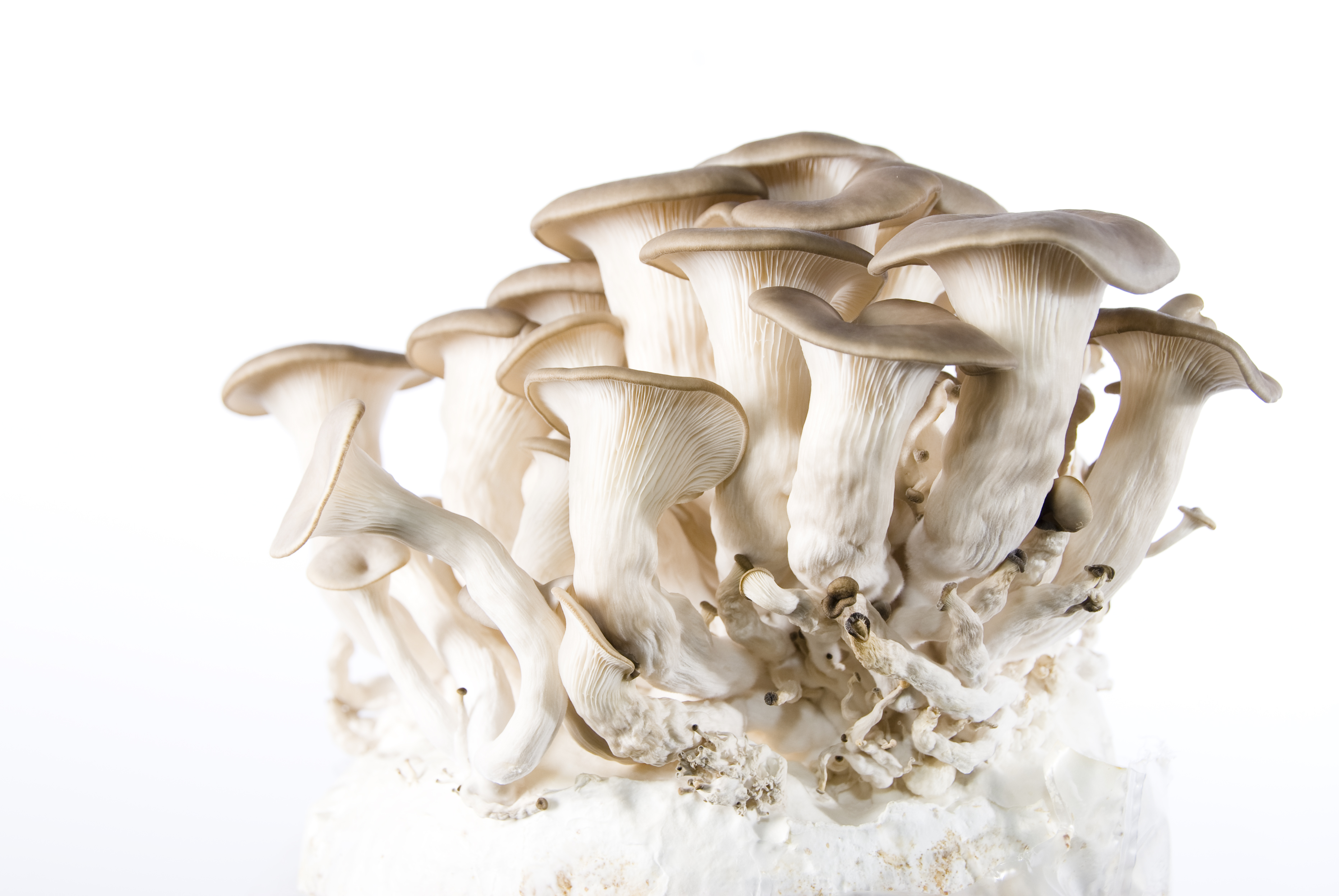 Mycelium Spores Spawn Dried Pleurotus ostreatus Oyster black Chines Mushroom 