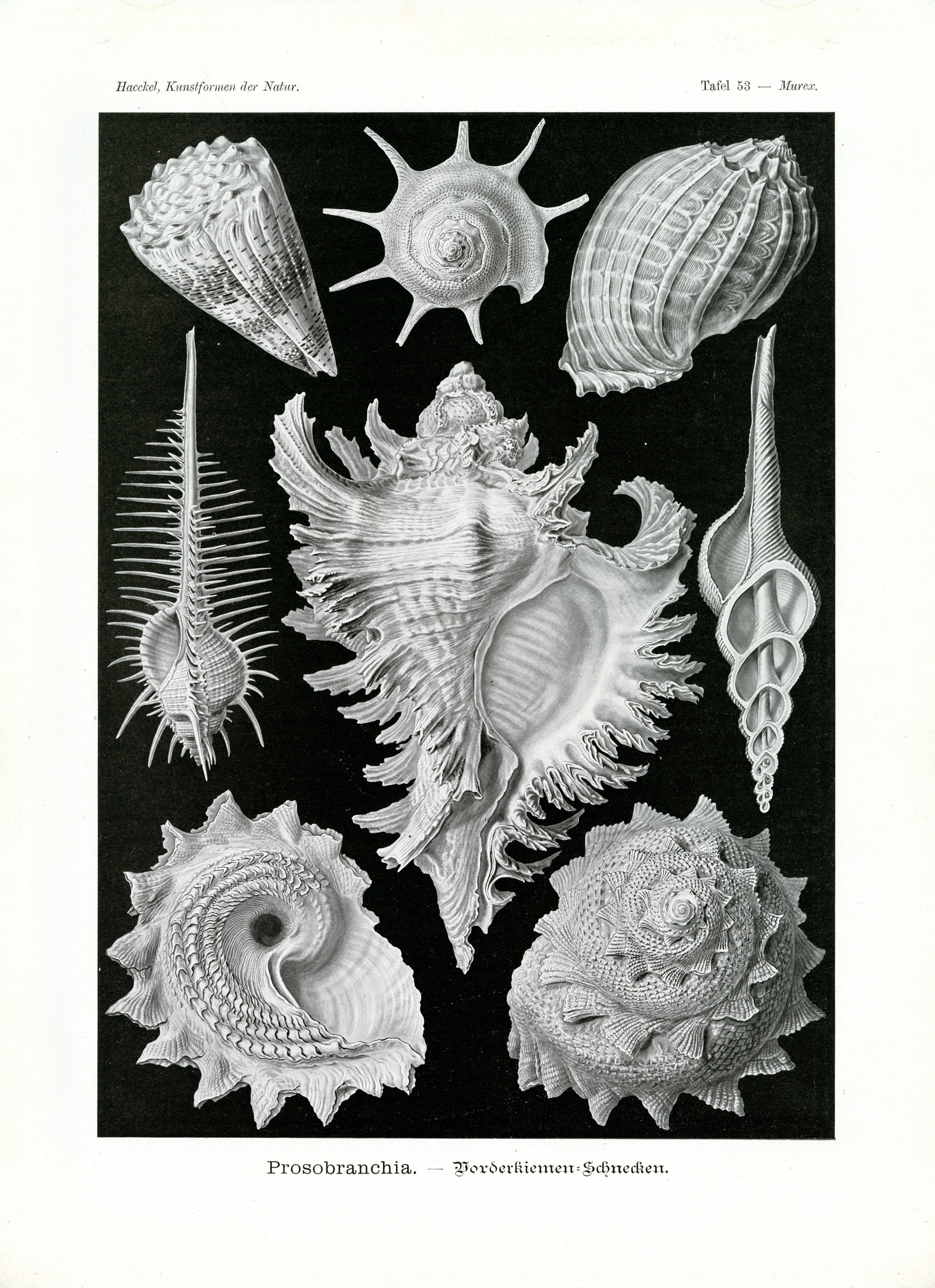Kunstformen der Natur Postkarte Ernst Haeckel