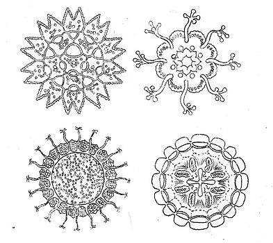 Haeckel Tattoo Designs by Gentle Ink - Mediamatic
